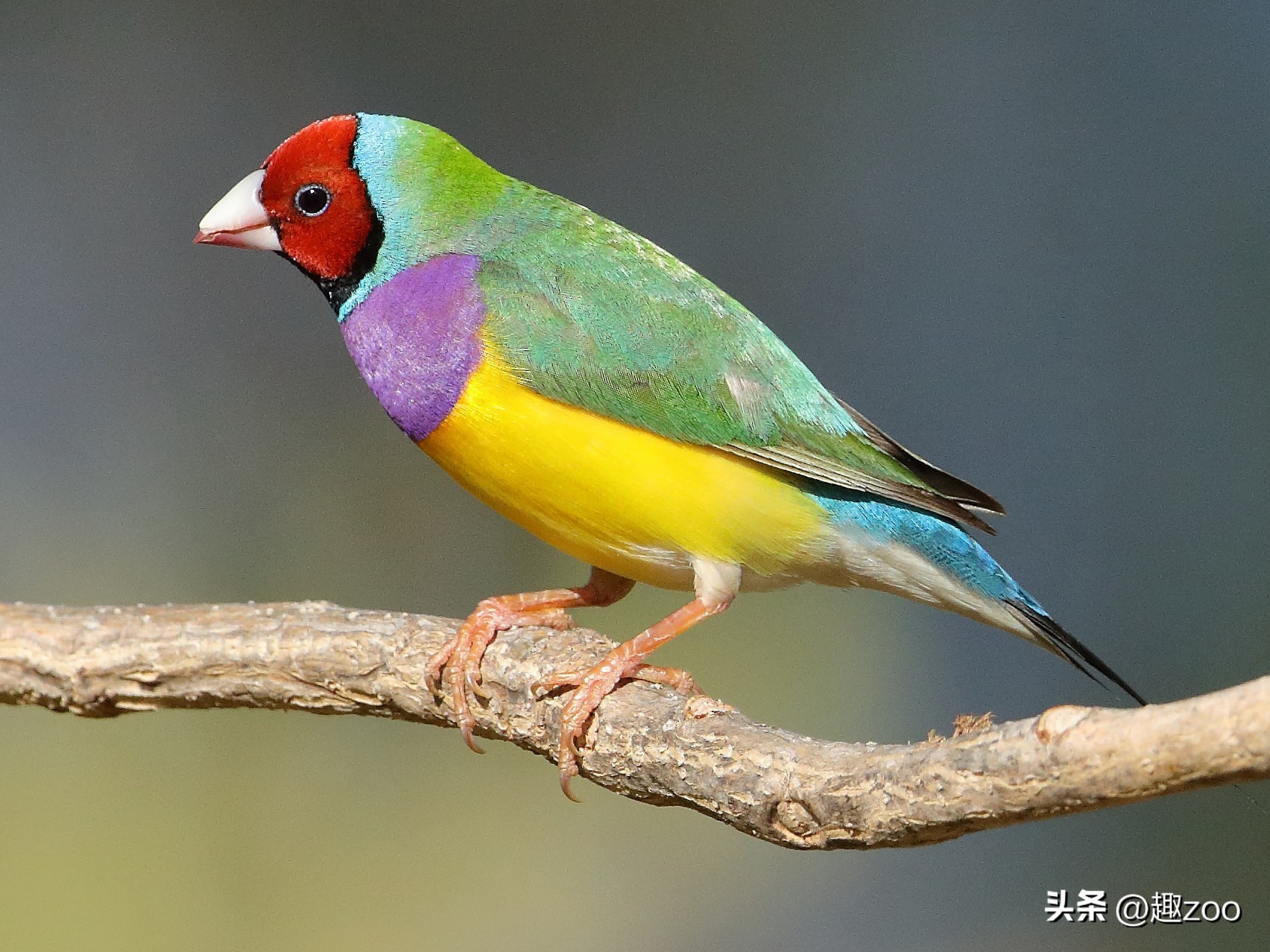 鸟类筑巢能力排名,十大鸟类实力排名