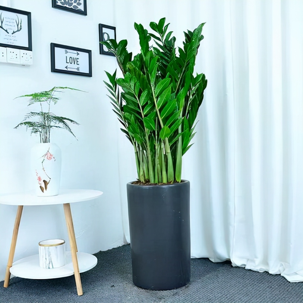 家里光照不足养的花,家里光照不足养什么植物