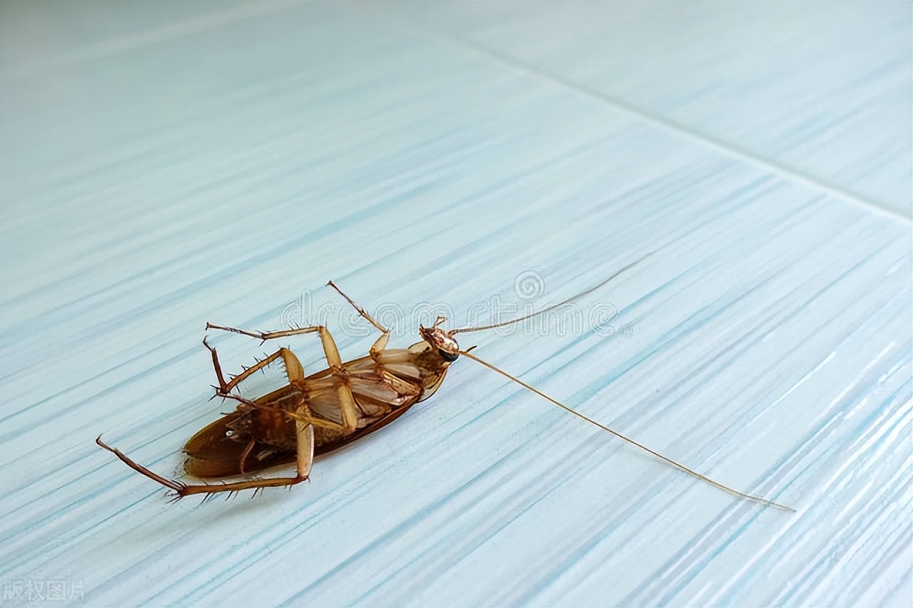 怕蟑螂的怎么消灭蟑螂,蟑螂除了蟑螂药还怕什么