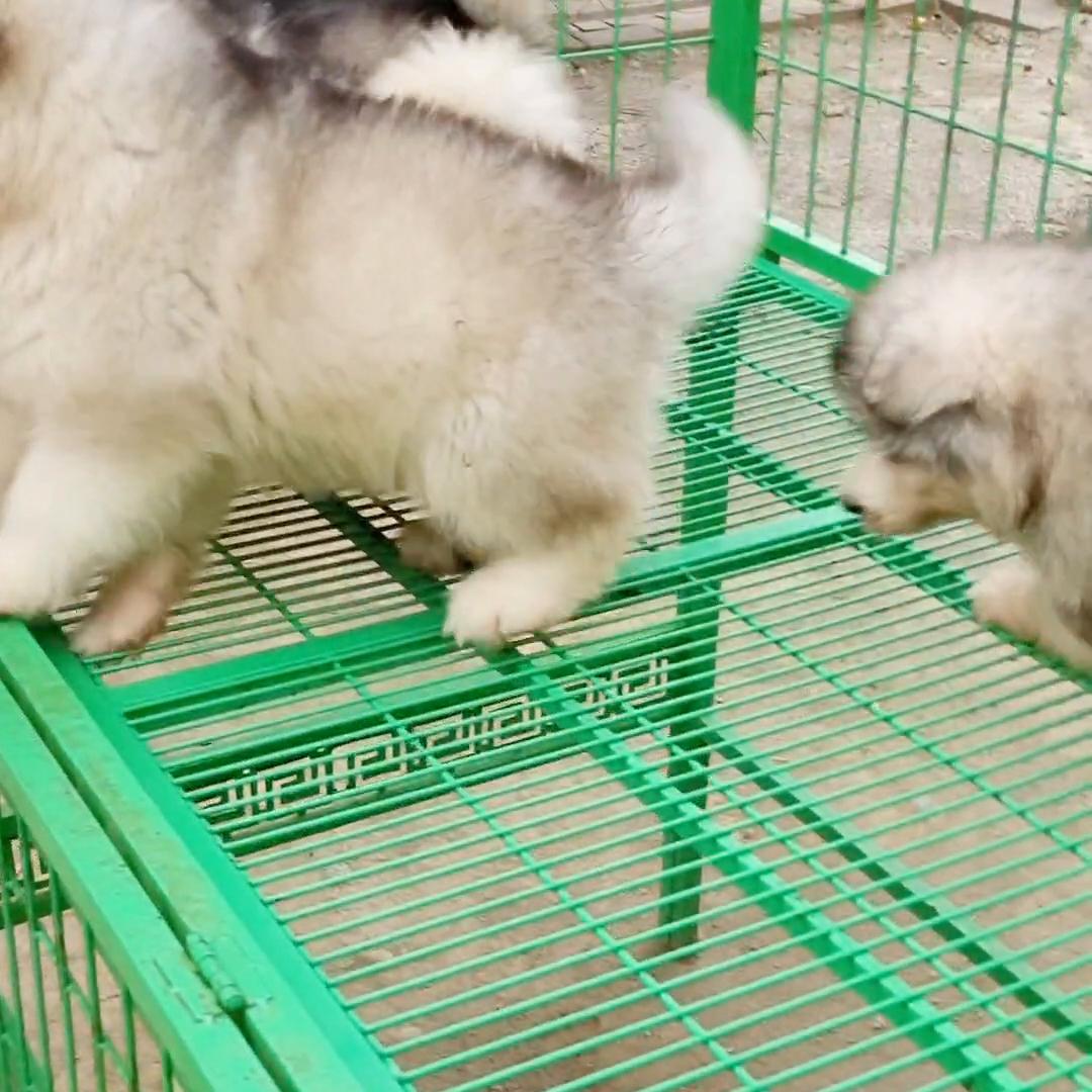 阿拉斯加幼犬三个月喂养标准,阿拉斯加幼犬刚刚到家怎么喂养