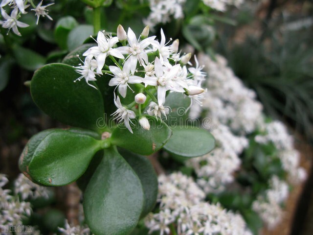 容易爆盆的多肉好养还好看,多肉夏季在室外养还是阳台上养好