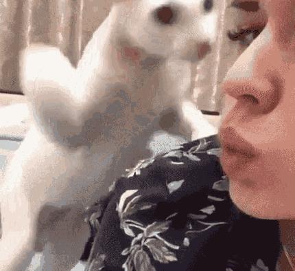 养公猫还是母猫对比视频,养公猫好还是母猫好