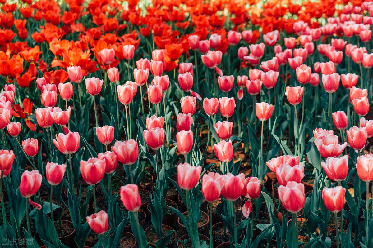 怒放的生命爆发,盛开的花朵怒放的生命