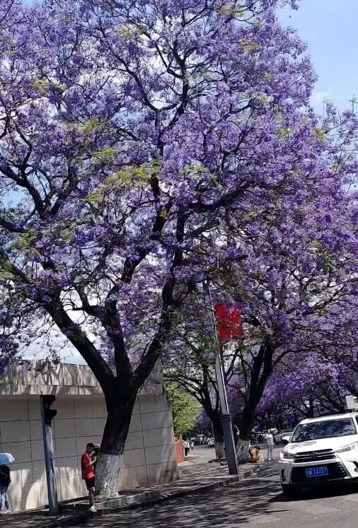 外地朋友来四川吃美食,外地朋友来四川吃苍蝇馆子