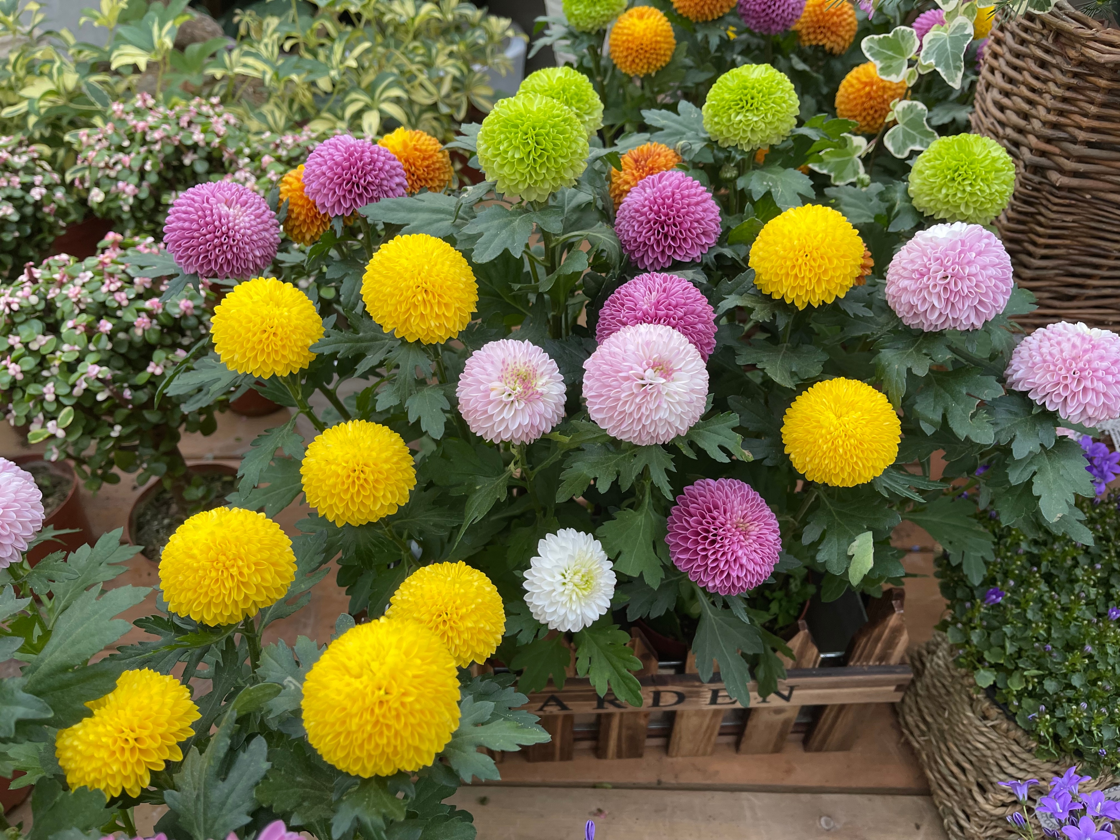 赏花、购花、娱乐，市民自家的小菜园，玉合赢花园中心挺棒