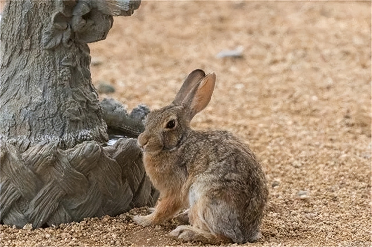 澳大利亚野兔泛滥为什么人不吃,澳洲野兔泛滥多达100亿只
