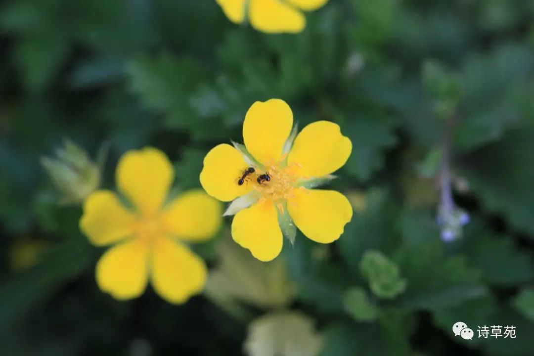 蚂蚁为什么晴天采蜜,蚂蚁在采蜜