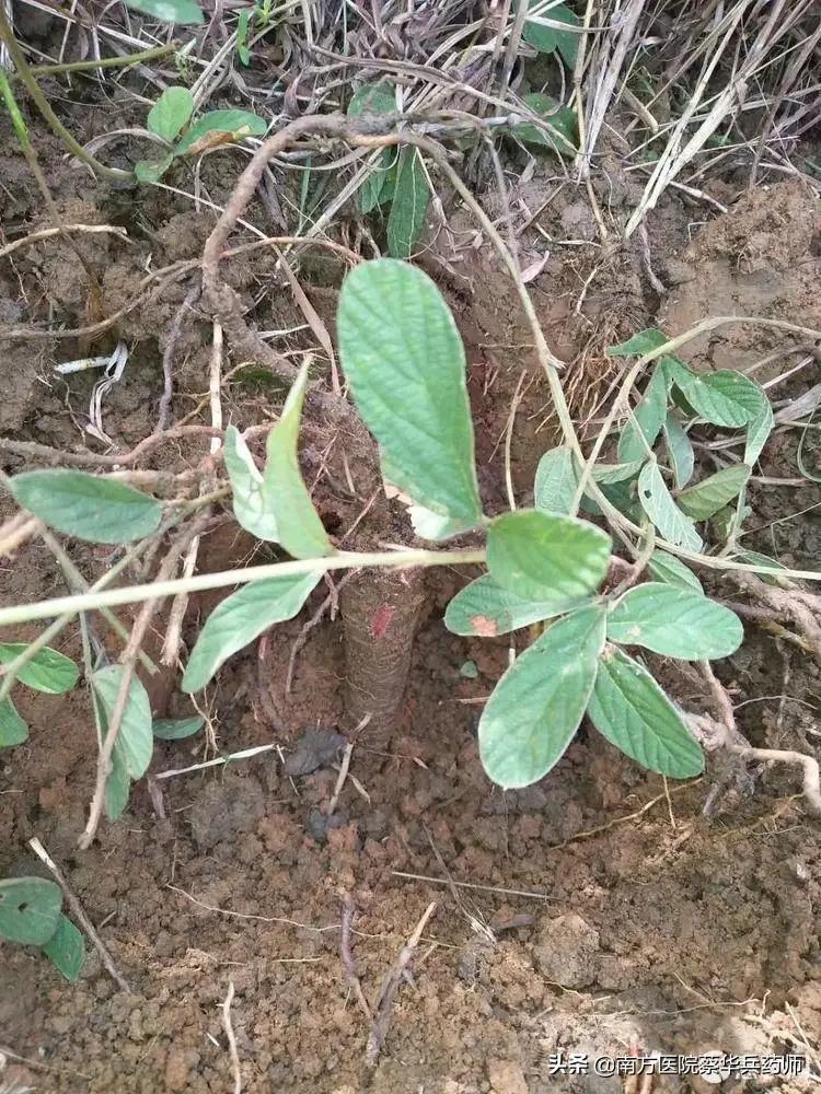 千斤拔搭配什么药材治疗风湿,风湿筋骨痛特效草药