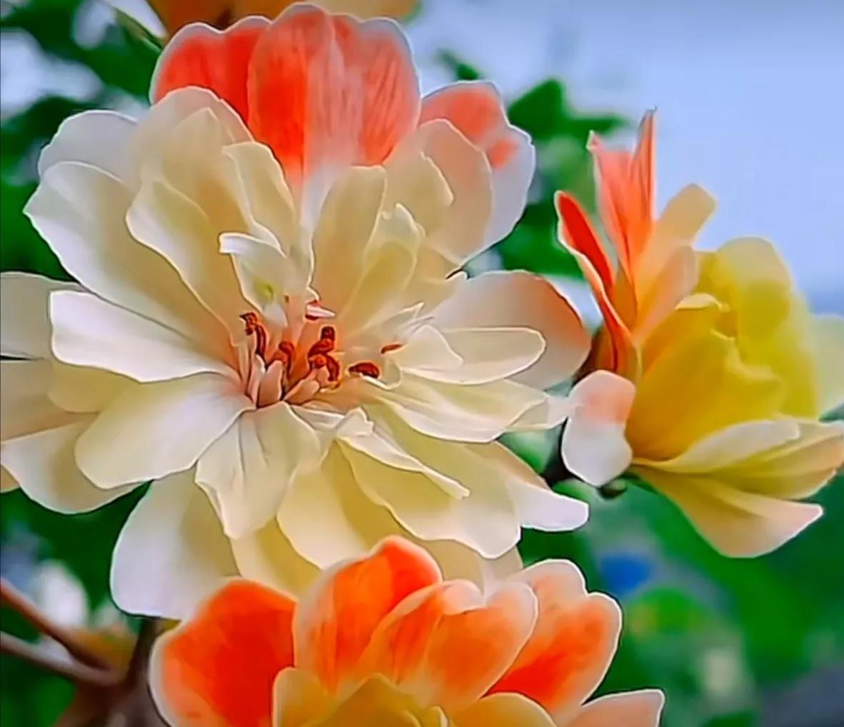 鲜花唯美摄影图片,雨后盛开的花朵摄影图片