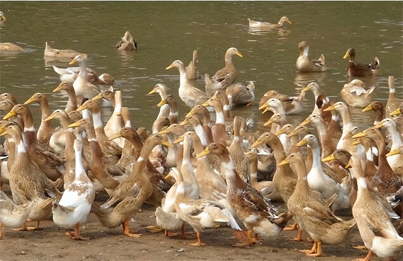 青年鸭饲养管理,青年蛋鸭的饲养与管理