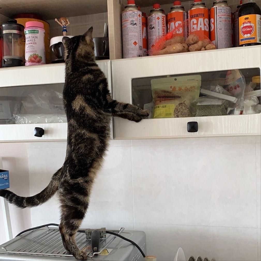 当猫咪过上人一样的生活,当猫和人一样生活