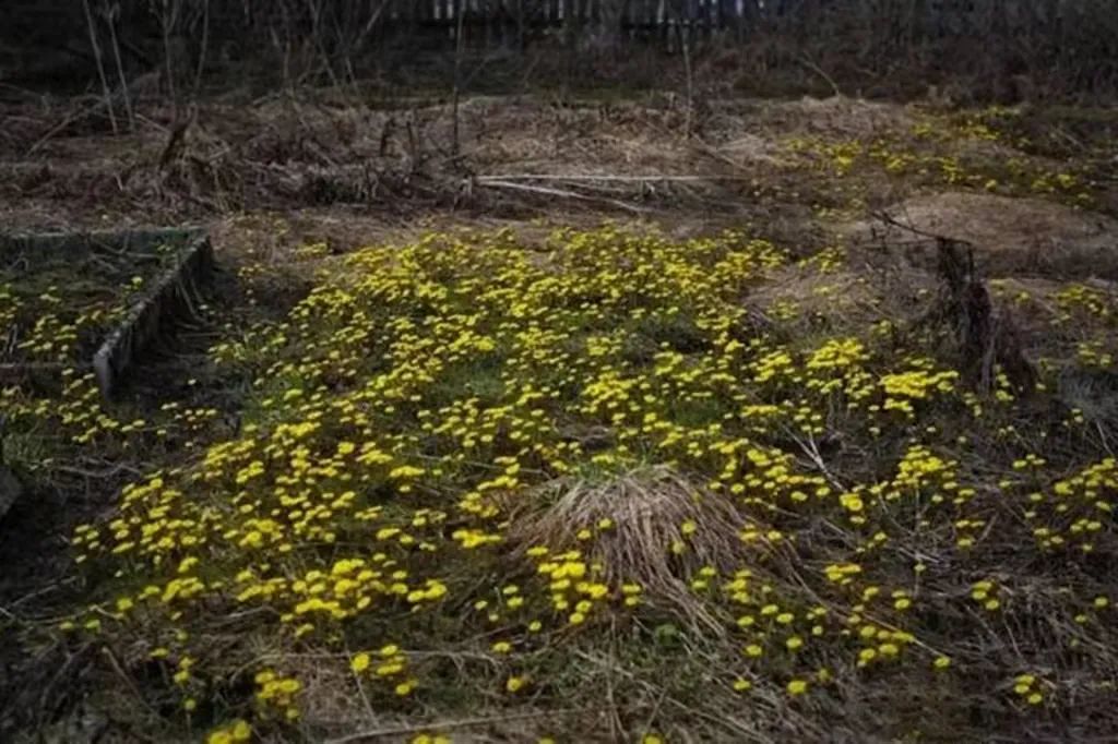 川贝蜜炼枇杷膏好喝吗,蜜炼川贝枇杷膏口感好