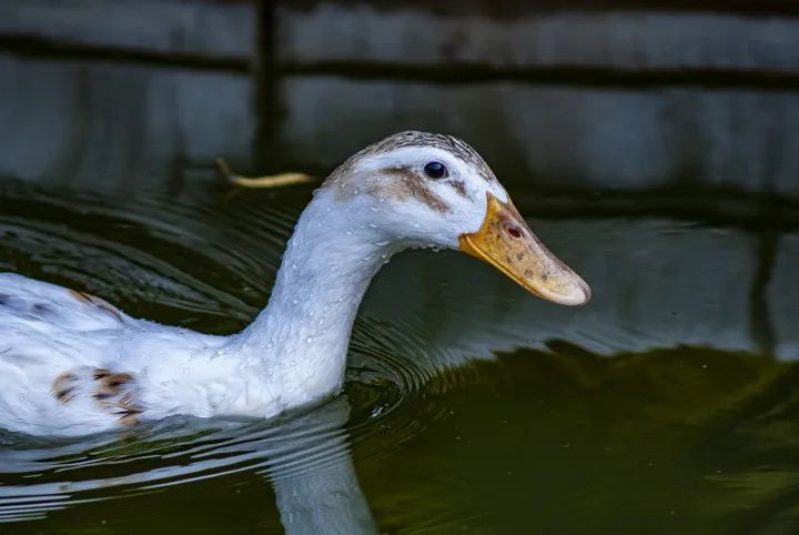 师大寻鸟记，这些小可爱，你都见过吗？