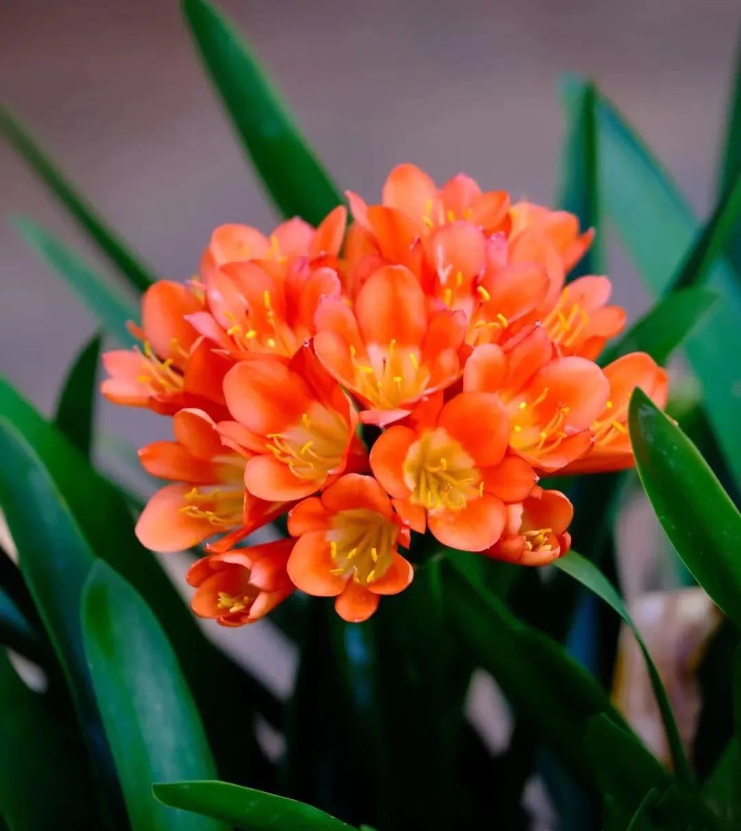 招财植物哪些最好养,家养招财的植物有哪些