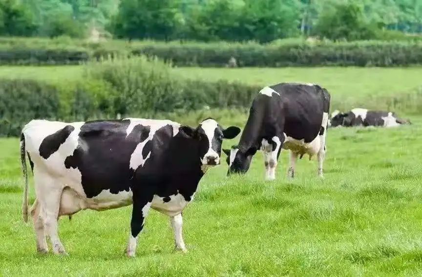 飞鹤星飞帆卓护与卓睿的区别,飞鹤星飞帆卓耀和卓护的区别