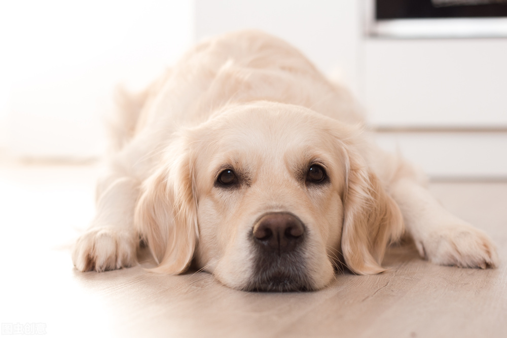 金毛狗狗视频,金毛犬