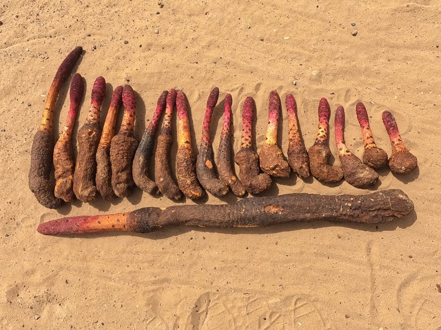 补肾阳气和命门火用什么药,助肾阳