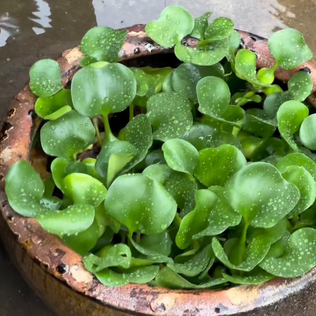 日常vlog学生党,日常vlog拍摄设备