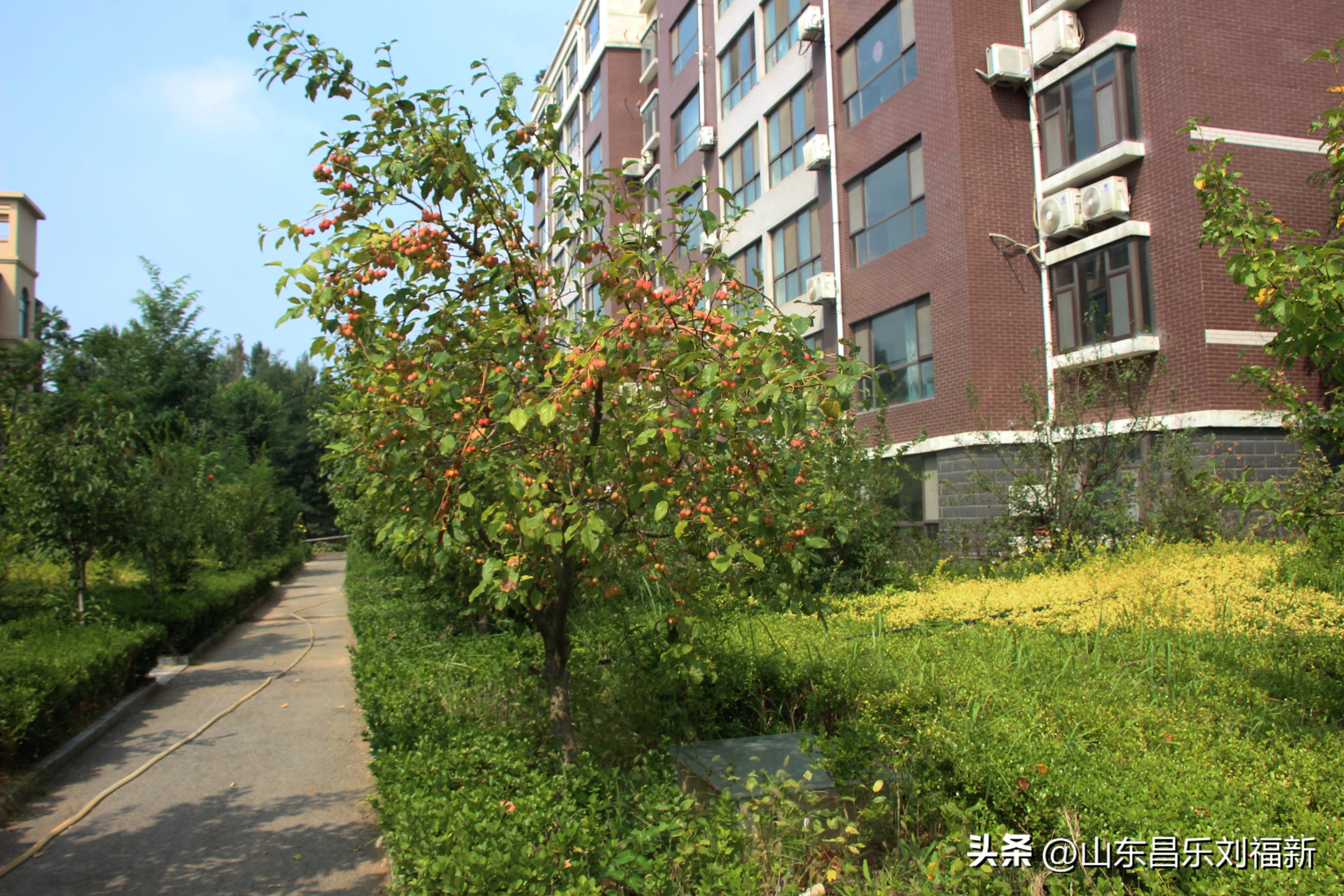 碧水龙庭深圳7栋4单元,顺光风景片拍摄