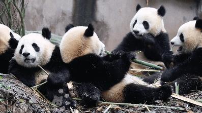 大熊猫金双金喜,大熊猫金喜金双