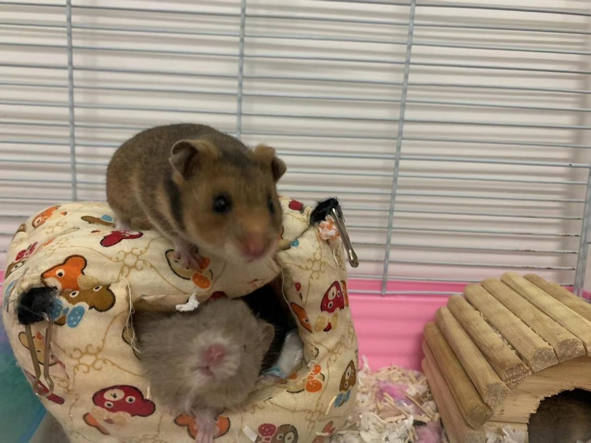 家养仓鼠会有新冠病毒吗,新冠疫情下如何做好预防