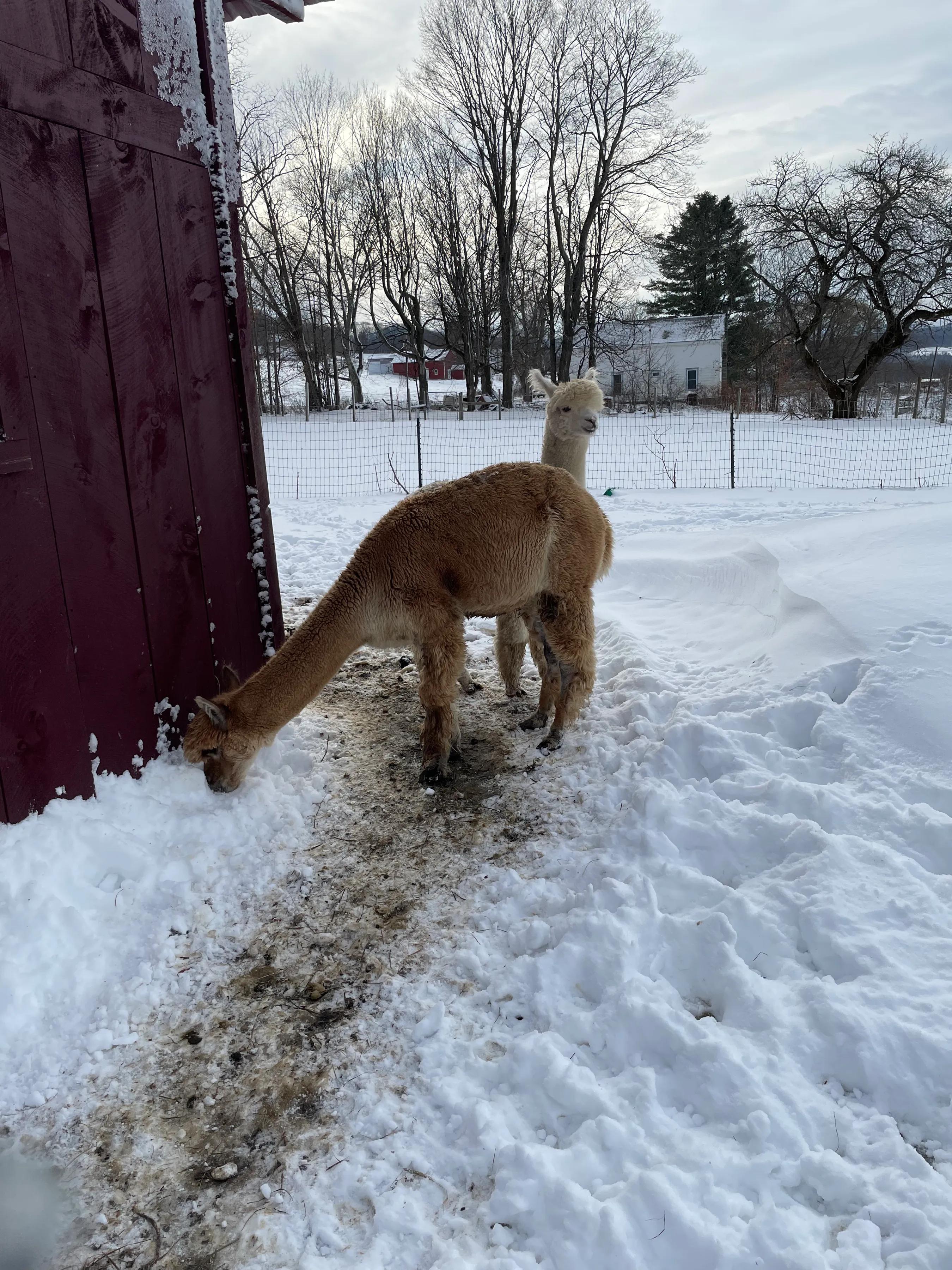 羊驼和驼羊是一个品种吗视频,羊驼和驼羊哪个是有刘海的