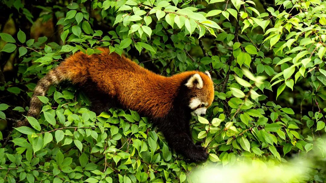 洪雅一个生你养你的地方,洪雅一个养你的地方