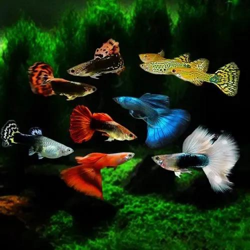 魔鬼刀鱼适合新手养吗,特别适合新手养的鱼