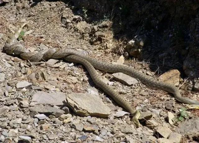 动物交，配时间表，最短0.3秒，最长的竟然是……