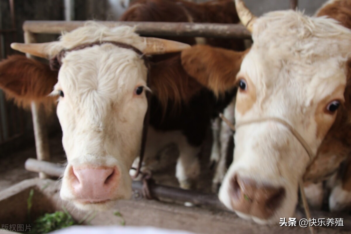 2020年养牛亏本的原因分析,2021年养牛业会不会走下坡路