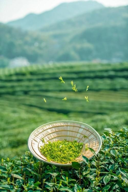 春天适合喝什么茶最好,八马茶业是什么茶