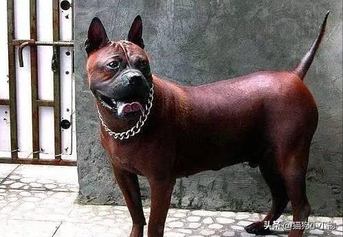 川东猎犬是中国古老犬种吗,川东猎犬可爱