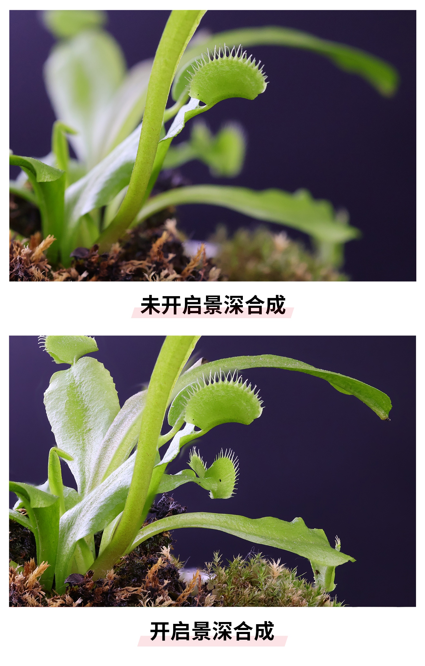 佳能eosr10实拍效果,佳能eosr10怎么样