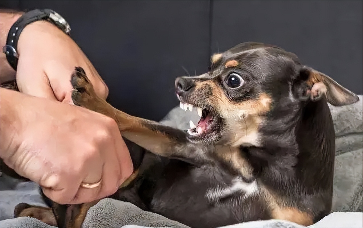 遛狗真的有必要吗？不遛狗会有这6个后果，你怕是承受不起！