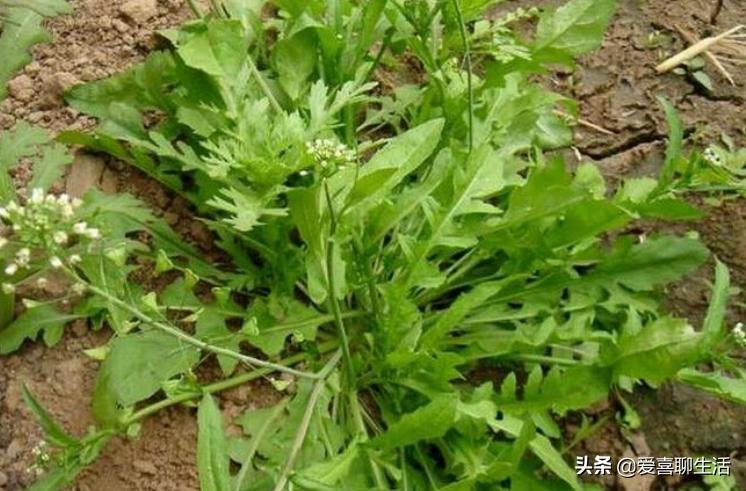 春天必吃这10种春菜,立春春菜