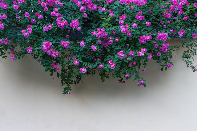 最美的情和最深的爱,最好的爱给最好的你