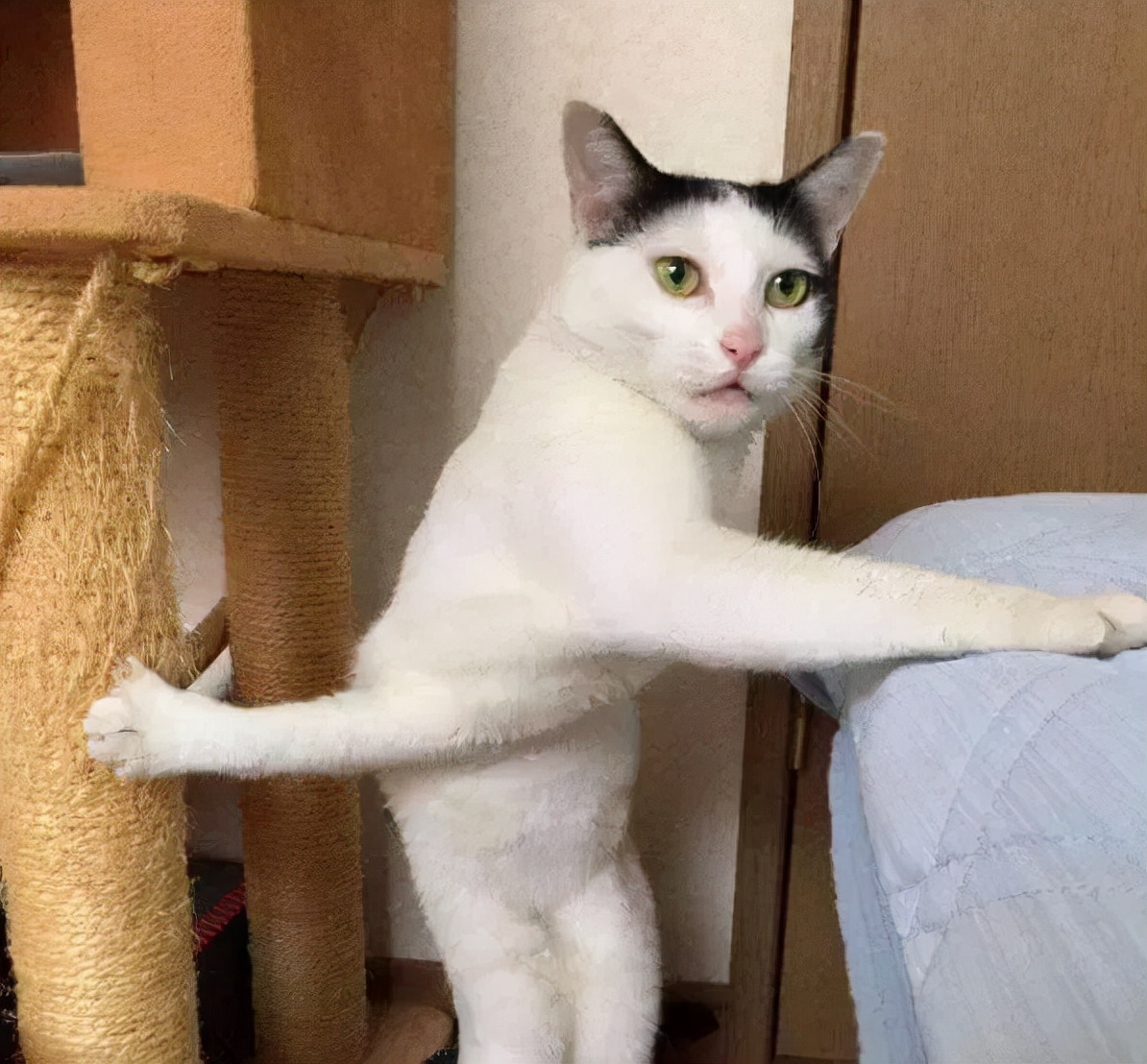 别人家的猫是液体还是固体,猫都是水做的