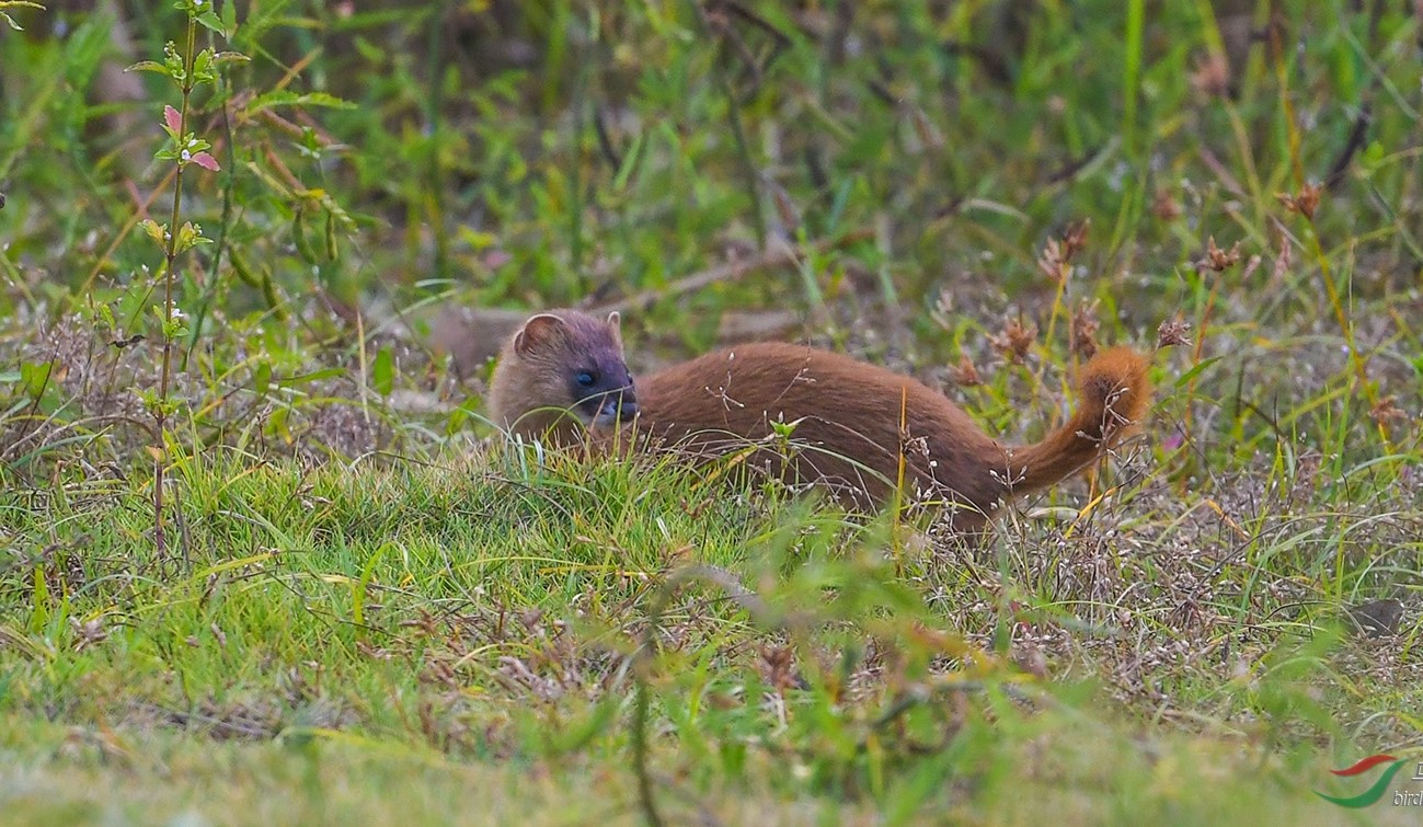 打死黄鼠狼黄鼠狼会不会来报复人,打死黄鼠狼真的有报应吗