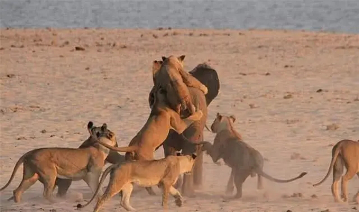 老虎单枪匹马能打过大象吗,五头老虎能打过一只大象吗