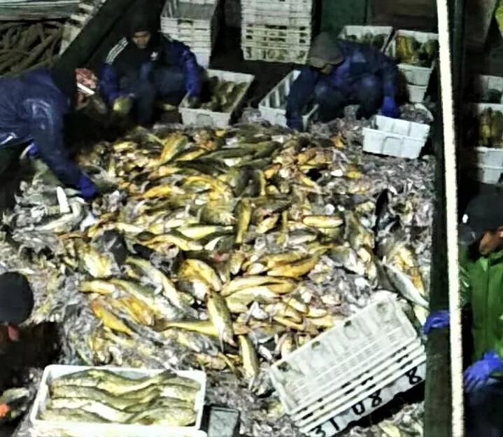 一网捕获4000多斤野生大黄鱼,渔民捕获罕见野生大黄鱼
