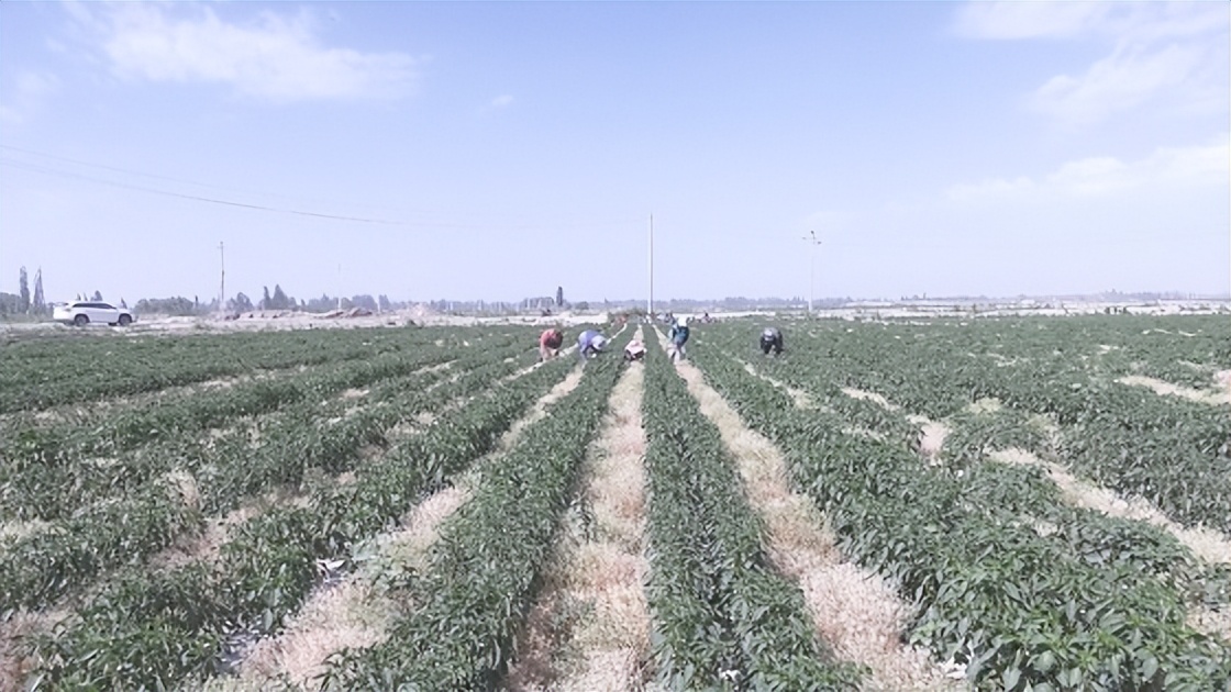 小茴香每亩投资多少钱,种植小茴香致富