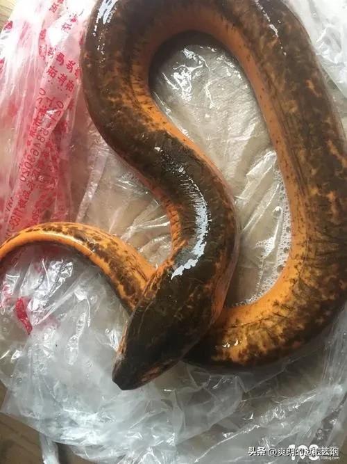鲶鱼是世界上最脏的鱼,中国十大最脏鱼是什么鱼