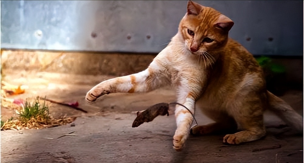 旺家猫有什么特征,身上有这些特征的猫是旺家猫