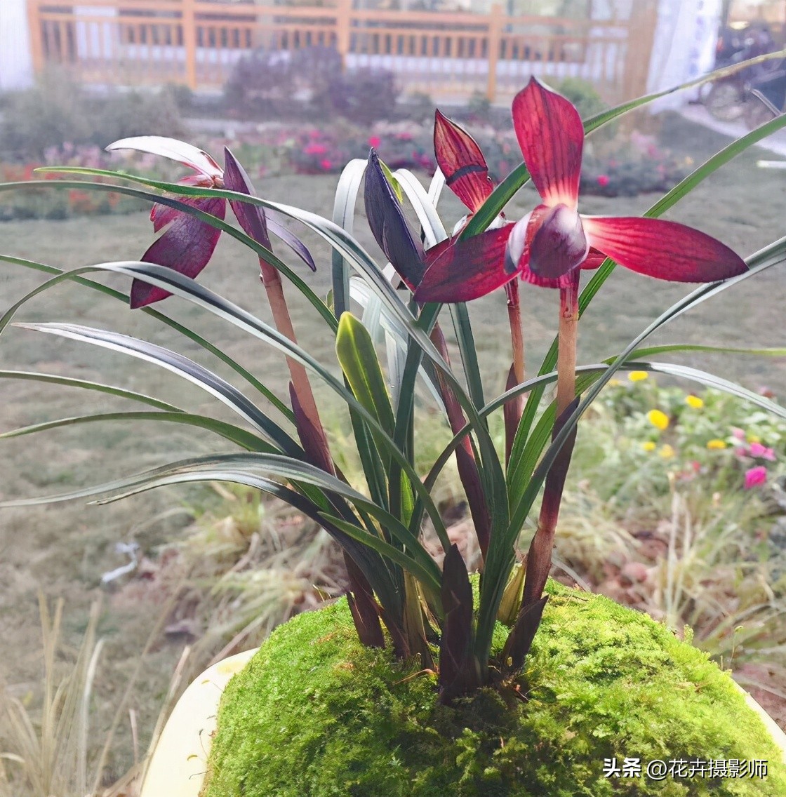 贵州最新最极品的兰花图片,贵州哪种兰花最漂亮