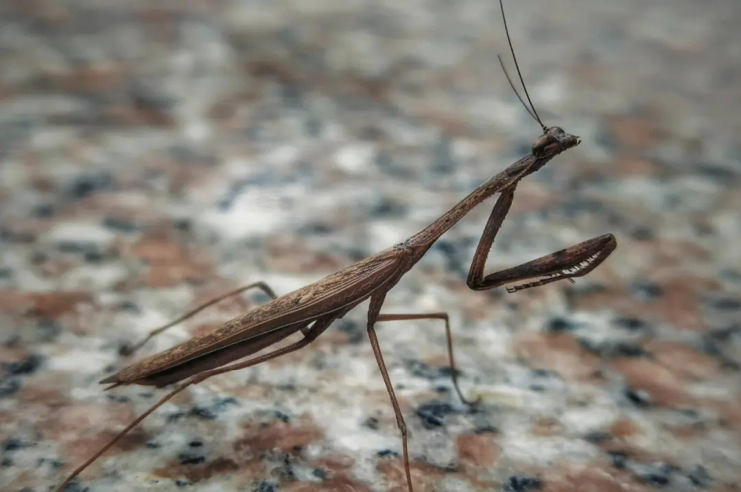 为什么说螳螂是凶残的昆虫呢,螳螂可以杀死比自己大的动物吗