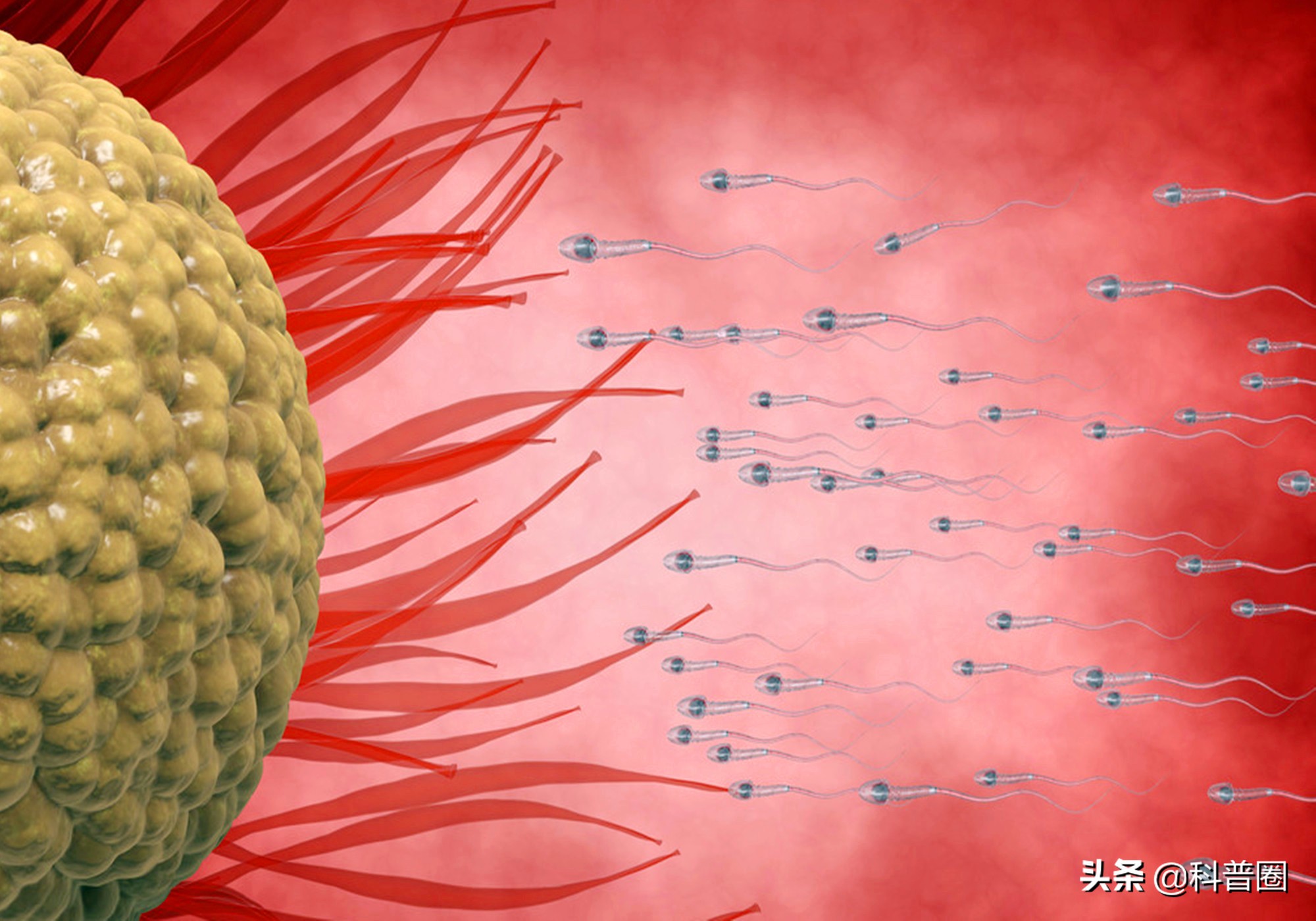 科学家精子运动违背牛顿第三定律,科学家发现精子的作用