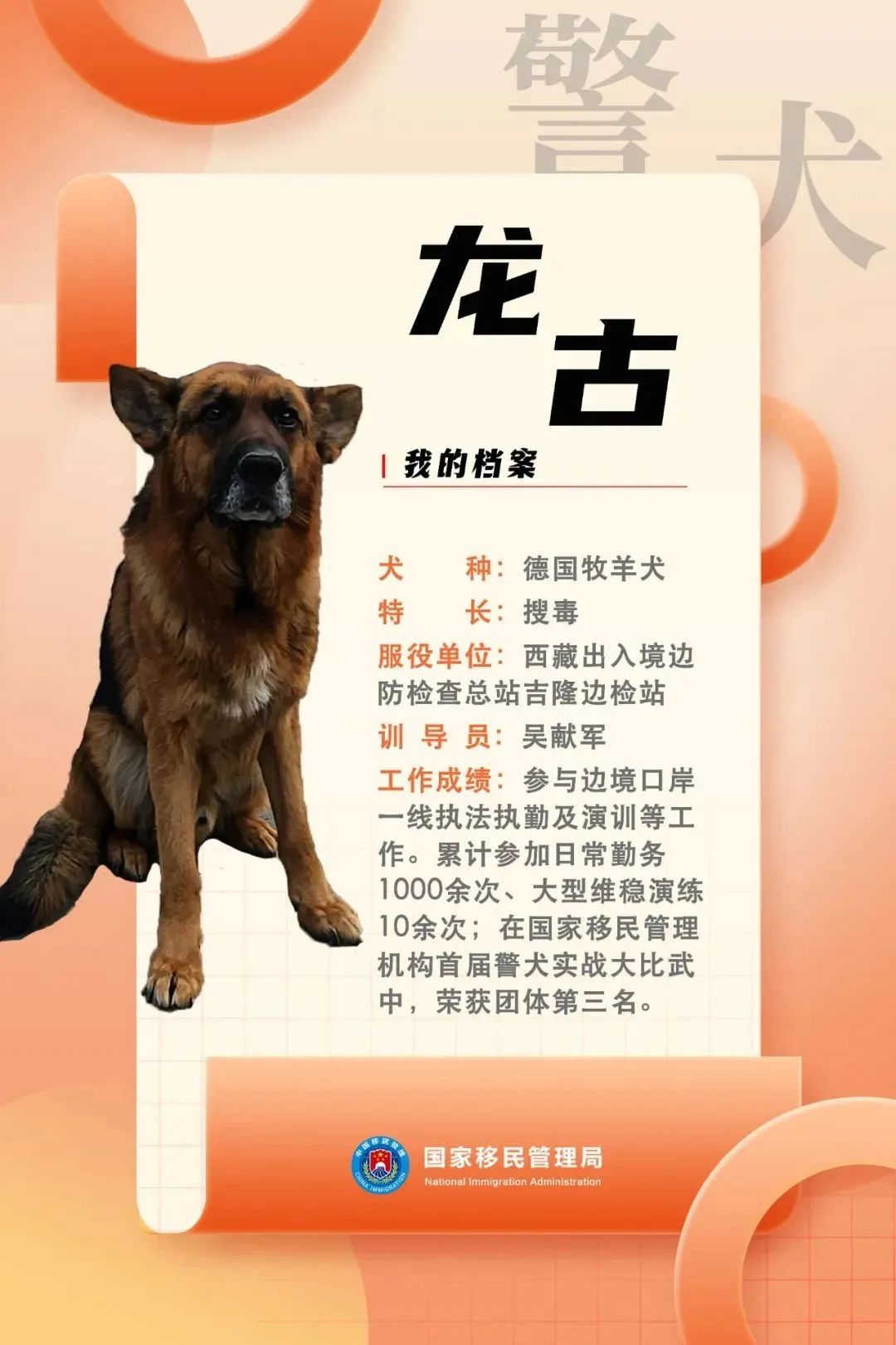 功勋犬天狼,功勋犬挑战不可能