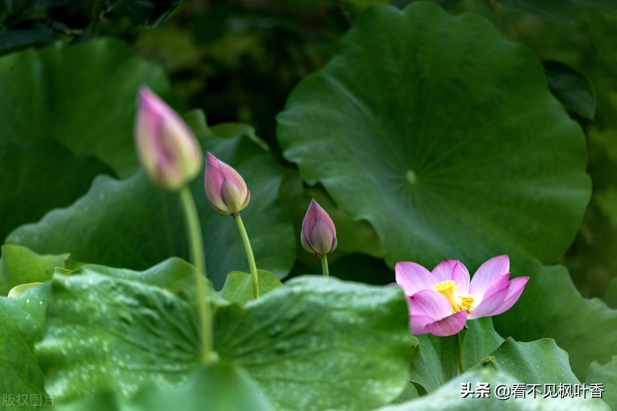 七月伊始，惟愿：绿意染心，静享岁华
