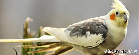 老人去世小鸟飞进屋是什么征兆,老人去世飞来小鸟是什么寓意