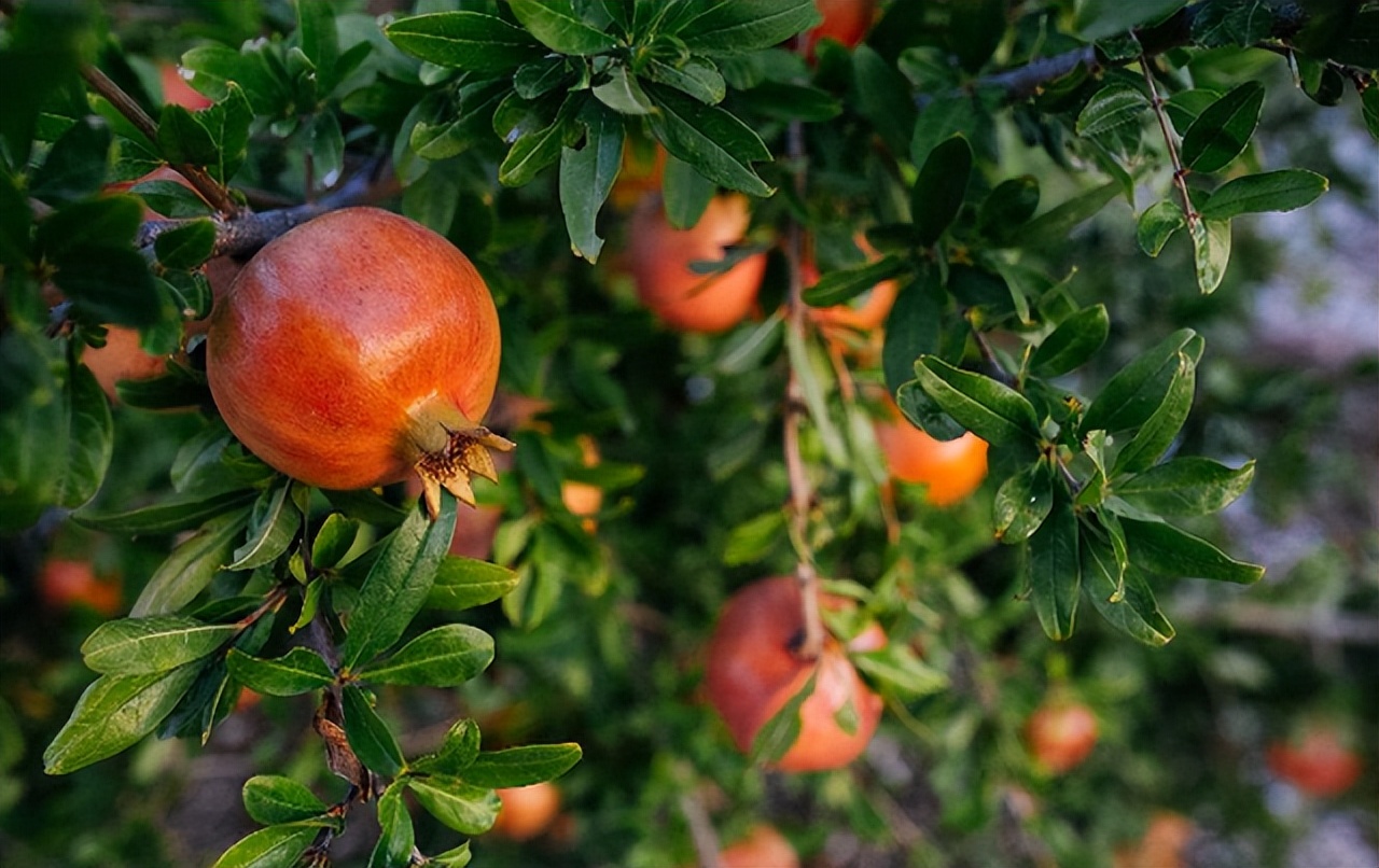 突尼斯软籽石榴树北方可以种植吗,突尼斯软籽石榴树种植技术视频